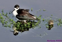 DSC_1111_001.JPG