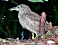 DSC_1139_001.JPG