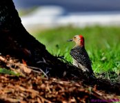 DSC_1153_001.JPG