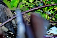 DSC_1130_001.JPG