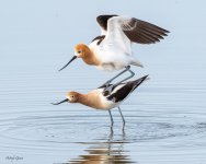 AvocetMating-164.jpg