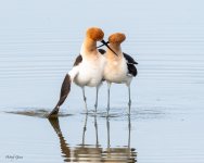 AvocetMating-167.jpg