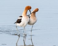 AvocetMating-168.jpg