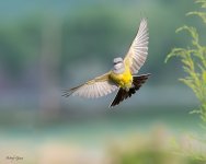 WesternKingbirdFlight-160.jpg