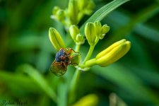 2025-06-01 11-30-16 (B,R8,S4)Cicada Lily 25.jpg