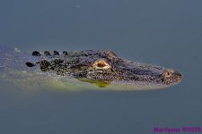 DSC_1154_001.JPG
