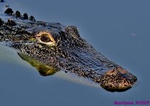 DSC_1161_001.JPG