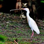 DSC_1162_001.JPG