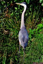 DSC_1172_001.JPG