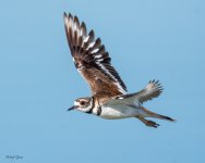 KilldeerFlight-180.jpg