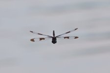 SNY00107R_LShN_cr.jpg