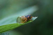 2025-06-01 12-49-33 (B,R8,S4)Cicada 25.jpg