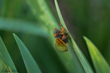2025-06-01 14-42-21 (B,R8,S4)Cicada 25.jpg