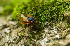 2025-06-04 16-43-23 (B,R8,S4)Cicada 26 moss.jpg