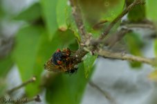 2025-06-04 17-46-50 (B,R8,S4)21 Cicada.jpg