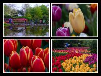 Keukenhof 2 Mosaic.jpg