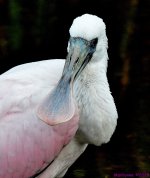 DSC_1259_001.JPG