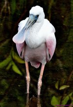 DSC_1266_001.JPG