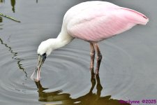 DSC_1283_001.JPG
