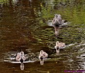 DSC_1310_001.JPG