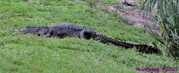 DSC_1324_stitch3_001.JPG
