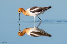 AvocetReflection-180.jpg