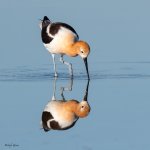 AvocetReflection-183.jpg