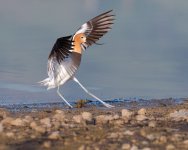 AvocetLanding-181.jpg