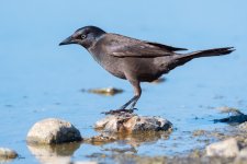Grackle-181.jpg