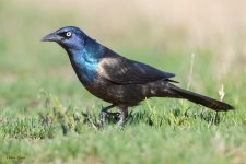 Grackle-182.jpg