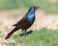 Grackle-183.jpg
