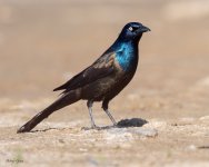 Grackle-185.jpg