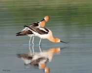 AvocetsMating-190.jpg