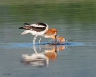 AvocetsMating-191.jpg