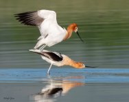 AvocetsMating-192.jpg