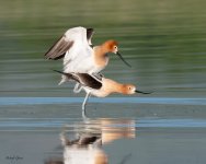 AvocetsMating-193.jpg