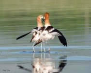 AvocetsMating-194.jpg