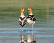 AvocetsMating-195.jpg