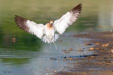 AvocetLanding-191.jpg