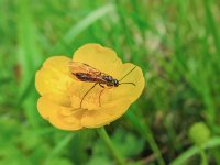 Sawfly.jpg