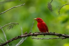 RD5_2825-Edit.jpg