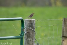 RD5_0841-Edit.jpg