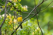 RD5_2732-Edit.jpg