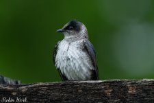 RD5_1160-Edit.jpg