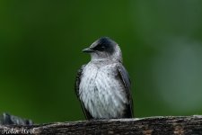 RD5_1165-Edit.jpg
