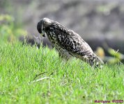 DSC_1445_001.JPG