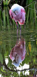 DSC_1466_001.JPG