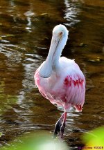 DSC_1513_001.JPG