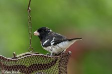 RD5_0958-Edit.jpg