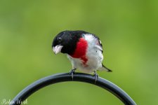 RD5_0960-Edit.jpg